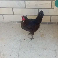 مرغ و خروس اصل عرب|حیوانات مزرعه|اهواز, فتح|دیوار