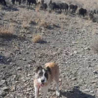 سگ گله هم غار|سگ|سلفچگان, |دیوار