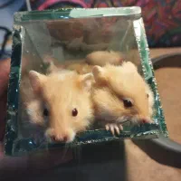 بچه همستر|موش و خرگوش|کرمانشاه, |دیوار