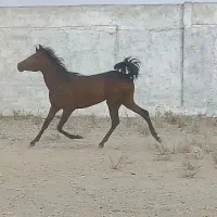 یک راس مادیان کردبهمراه ۲ راس کره  مدرک دار|اسب و تجهیزات اسب‌سواری|گلپایگان, |دیوار