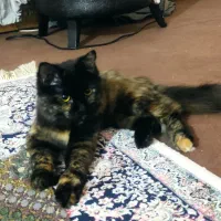 گربه پرشین اسکاتیش ماده