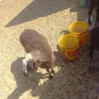 فروشی|حیوانات مزرعه|تهران, شهرک امید|دیوار