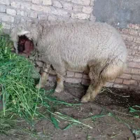 گوسفند بره نر