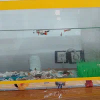 ماهی گوپی مولد