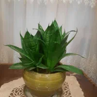 گل سانسوریا پا کوتاه