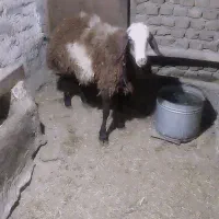 بره تابستونه حدودن سیو هفت هشت کیلو