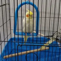 عروس هلندی رام و دستی