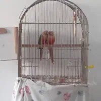 طوطی گرینچیک