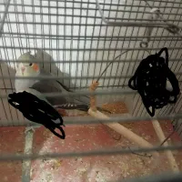 عروس هلندی‌ نر  دستی جوجه تازه دون خور شده