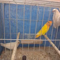 طوطی کوتوله برزیلی.نژاد آلبینو و اوپال کله نارنجی|پرنده|اصفهان, آبشار|دیوار