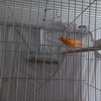 قناری نر و ماده اماده اماده