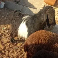 کل دونیم ساله درجه یک پاکستانی|حیوانات مزرعه|سمنان, |دیوار