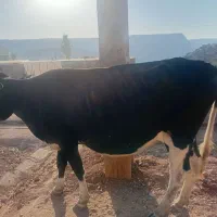 فروش گاو دورگه