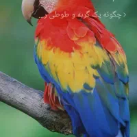 تور چالکندی