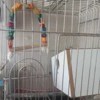 قفس عروس هلندی به همراه لانه کاملا نو