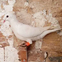 کفتر ماده پرشی