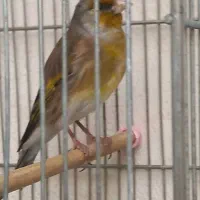 سهره قناری مست