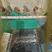 جوجه قناری نرو ماده