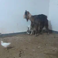 فروش بز وکهره|حیوانات مزرعه|بندر ماهشهر, |دیوار