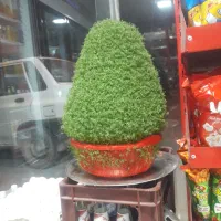 سبزه زیبا مناسب عروسی
