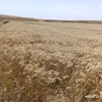 زمین-کشاورزی-درجه-یک-روستای-کریم-کندی-نمین