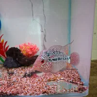 کامفا مولتی کالر کلکسیونی|ماهی|شیراز, گویم|دیوار