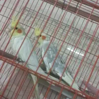 عروس جفت