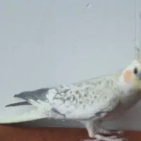 عروس هلندی نژادمرواریدی