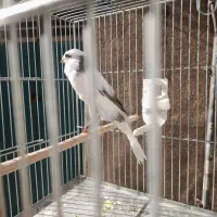 قناری نر  رسمی بلند ابلغ