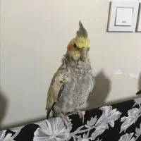 عروس هلندی نر