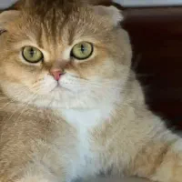 گربه مولد وارداتی فحل