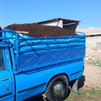 کود تمیز و پوسیده گوسفندی