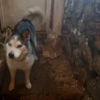 هاسکی ماده معاوضه با مرغ و غاز