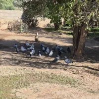 کبوتر رنگی|پرنده|اندیکا, |دیوار