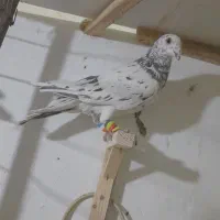 کفتر پرشی کفتر بوم|پرنده|کاشمر, |دیوار