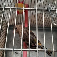 سهره قناری دهن پاک