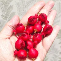 انار و خرمالو ( بدلیجات)