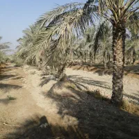 فروش نخل|گل و گیاه طبیعی|برازجان, |دیوار