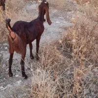 شهرستان بهبهان|حیوانات مزرعه|بهبهان, |دیوار