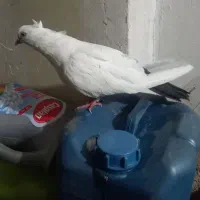 ۱۰ تا کفتر|پرنده|بروجرد, |دیوار