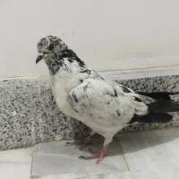 کبوتر|پرنده|مشکین‌دشت, |دیوار