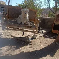 سگه پاکوتاه گم شده|حیوانات|یاسوج, |دیوار