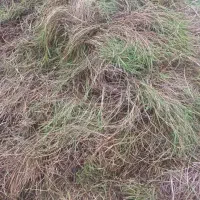 علف برای دام