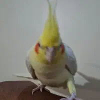 عروس هلندی لوتینو نر یکساله مست|پرنده|تهران, جلیلی|دیوار