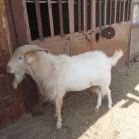 فروش گوسفند