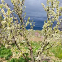 فروش باغ ۷۸۰۰ متری در زنجان