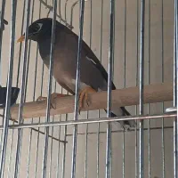 مرغ مینا|پرنده|رباط‌کریم, نصیرشهر|دیوار