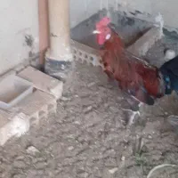 خروس|حیوانات مزرعه|اصفهان, روشن‌دشت|دیوار