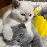 گربه بریتیش و گربه پرشینکت