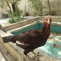 مرغ لاری